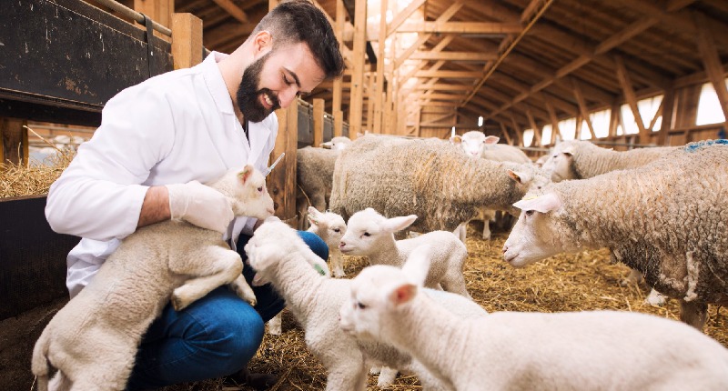 bando benessere animale